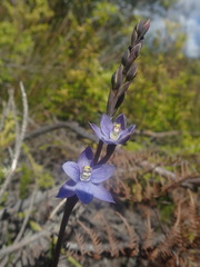Thelymitra pulchella