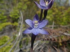 Thelymitra pulchella