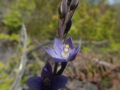 Thelymitra pulchella