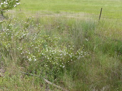 Prostanthera nivea
