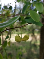 Annona emarginata