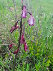 Eulophia aculeata huttonii