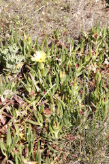 Carpobrotus edulis edulis