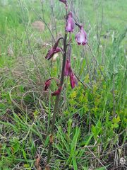 Eulophia aculeata huttonii