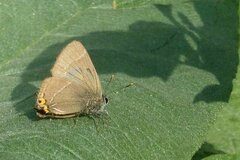 Satyrium w-album