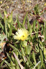 Carpobrotus edulis edulis