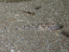 Pomatoschistus marmoratus