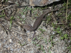 Psammodromus occidentalis