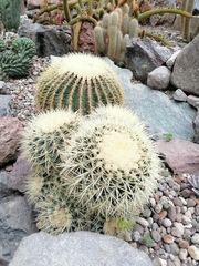 Kroenleinia grusonii