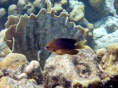 Millepora complanata