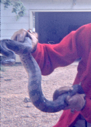 Diamondback Watersnake photographed in Mississippi