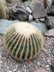 Kroenleinia grusonii