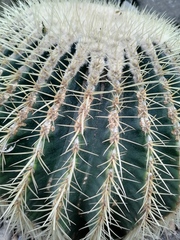 Kroenleinia grusonii