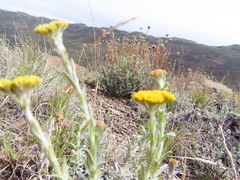 Helichrysum subglomeratum