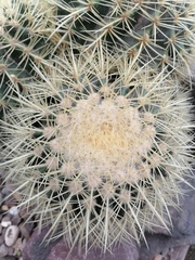 Kroenleinia grusonii