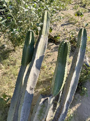 Lophocereus schottii