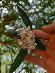 Tabernaemontana catharinensis