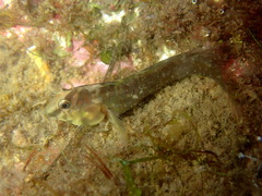 Salaria pavo