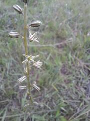 Drimia echinostachya