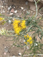 Ericameria paniculata