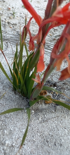 Image of Watsonia coccinea by (c) Adele SL, some rights reserved (CC BY)