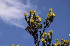 Leucadendron discolor × gandogeri