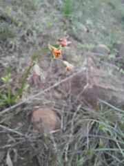 Tulbaghia acutiloba