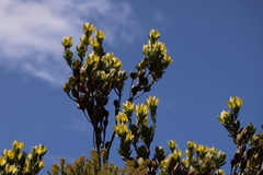Leucadendron discolor × gandogeri