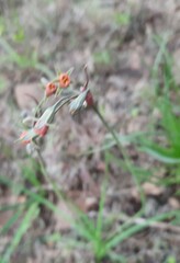 Tulbaghia acutiloba