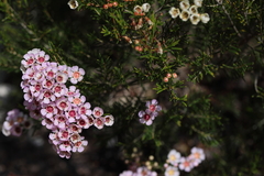 Euryomyrtus ramosissima