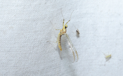 Stenacron interpunctatum