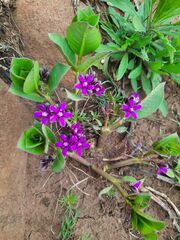 Raphionacme hirsuta