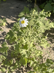 Perityle emoryi