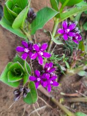 Raphionacme hirsuta