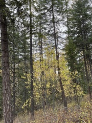 Acer glabrum douglasii