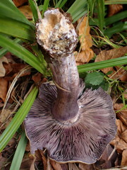 Thaxterogaster subpurpurascens