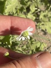 Perityle emoryi