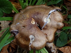 Thaxterogaster subpurpurascens