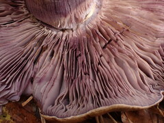 Thaxterogaster subpurpurascens