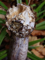 Thaxterogaster subpurpurascens