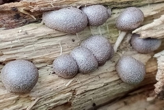 Lycogala flavofuscum