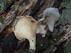 Hohenbuehelia geogenia