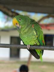 Amazona ochrocephala