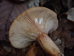 Lactarius rubrocinctus