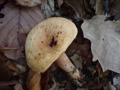 Lactarius rubrocinctus