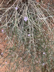 Stephanomeria pauciflora