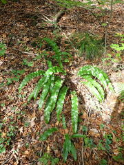 Asplenium scolopendrium scolopendrium