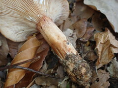 Lactarius rubrocinctus