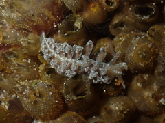 Spurilla neapolitana