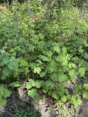 Malvaviscus arboreus